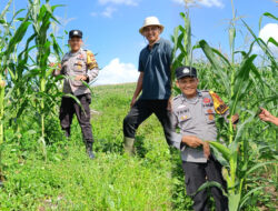 Bhabinkamtibmas Cek Jagung Ketahanan Pangan PT Simas Sawit Aliantan