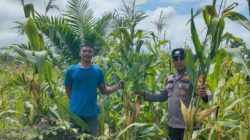 Polsek Kepenuhan Cek Jagung Pipil Warga di Rohul