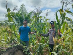 Polsek Kepenuhan Cek Jagung Pipil Warga di Rohul