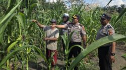 Kapolsek Ujungbatu Turun Langsung Siram Jagung Binaan Polri, Dukung Ketahanan Pangan