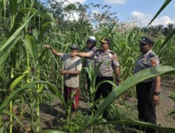 Kapolsek Ujungbatu Turun Langsung Siram Jagung Binaan Polri, Dukung Ketahanan Pangan