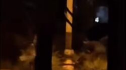 Pria Diduga Curi Komponen PJU di Rambah Diamankan Polres Rohul