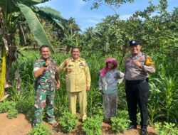 Polsek Tandun Monitoring Lahan Jagung Program Swasembada Pangan