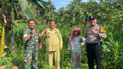 Polsek Tandun Monitoring Lahan Jagung Program Swasembada Pangan