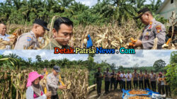 Panen Jagung 1 Hektare di Tandun, Polsek dan Warga Dukung Ketahanan Pangan Nasional