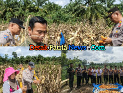 Panen Jagung 1 Hektare di Tandun, Polsek dan Warga Dukung Ketahanan Pangan Nasional