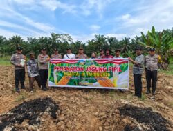 Kapolsek Tandun Turun Langsung Tanam Jagung Kuartal III