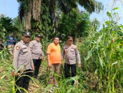 Polsek Tandun Cek Tanaman Jagung Program Ketahanan Pangan di Tandun Barat