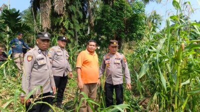 Polsek Tandun Cek Tanaman Jagung Program Ketahanan Pangan di Tandun Barat