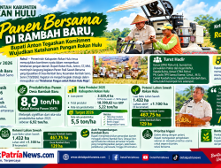 Bupati Anton Panen Padi Bersama di Rambah Baru