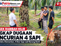Polsek Rambah Hilir Ungkap Dugaan Pencurian 4 Sapi
