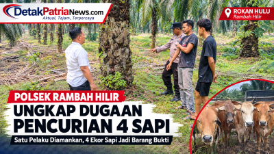 Polsek Rambah Hilir Ungkap Dugaan Pencurian 4 Sapi